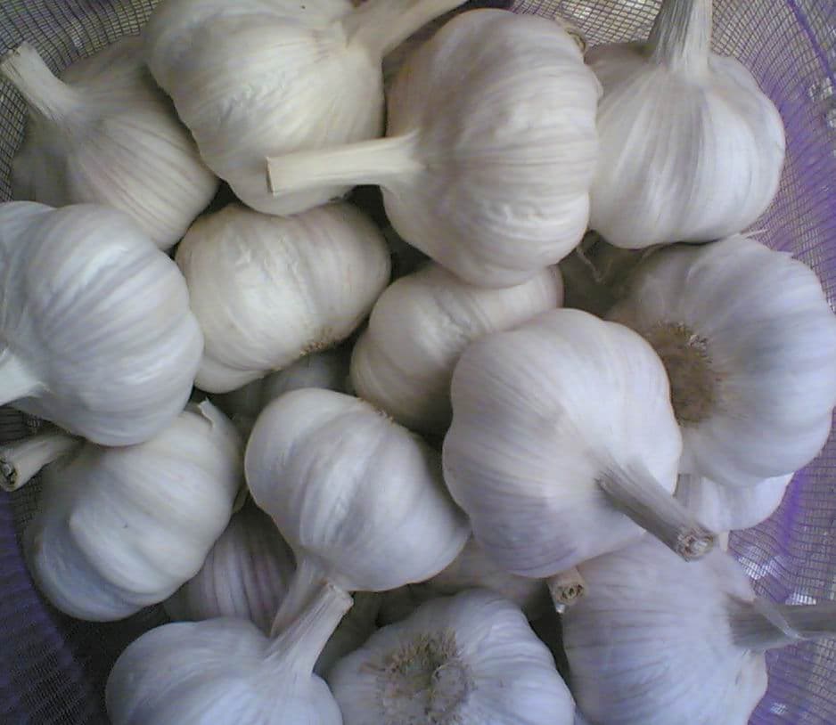 Fresh Garlic_ Dried Garlic Flakes